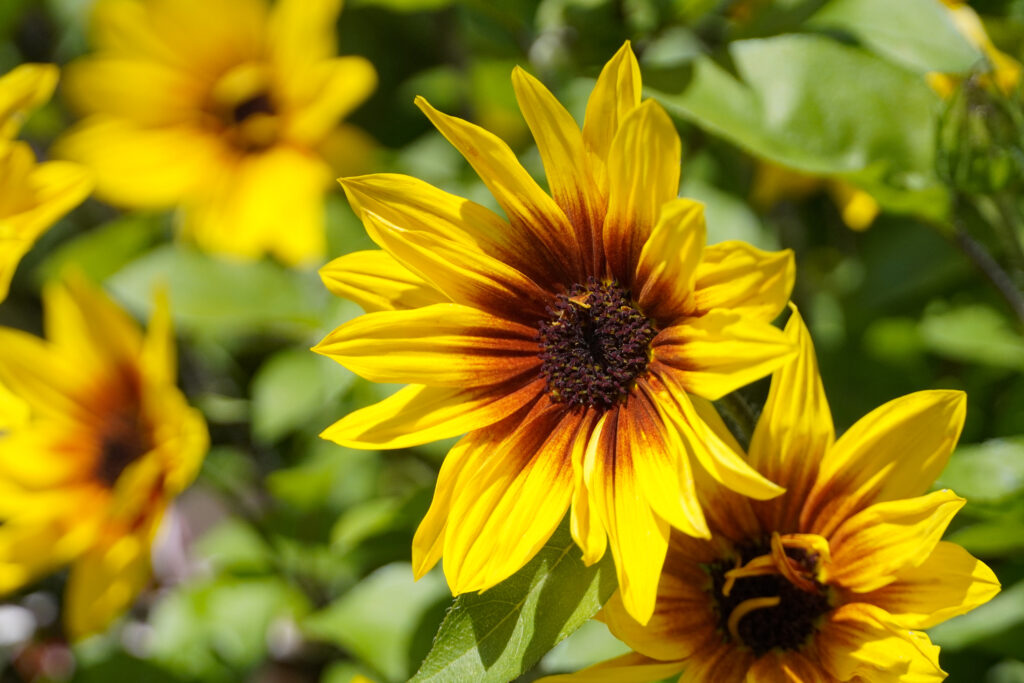 Stunning Macro Wallpaper of Vibrant Yellow Rudbeckia Flowers