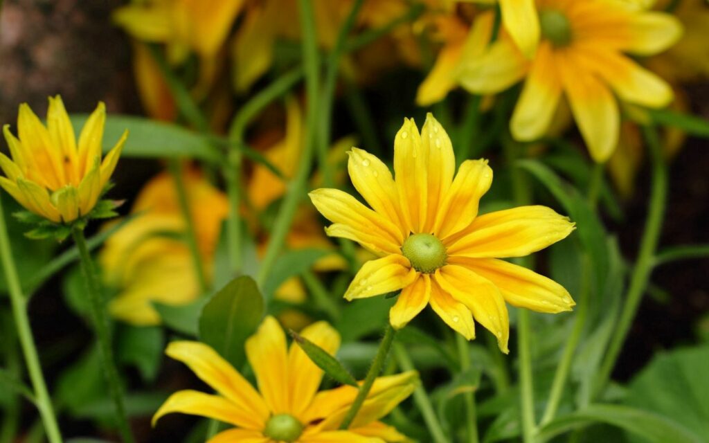 Vibrant Yellow Rudbeckia Wallpaper with Dew Drops and Green Leaves
