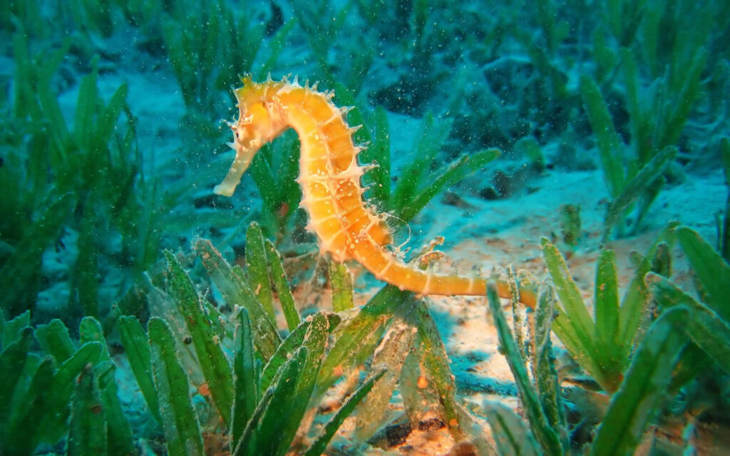 Vibrant Yellow Seahorse Resting in Serene Ocean Floor Background Wallpaper
