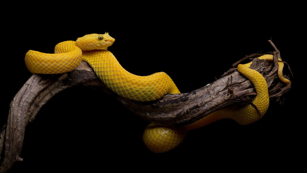 Vibrant Yellow Snake Wallpaper on Dark Background – Textured Elegance