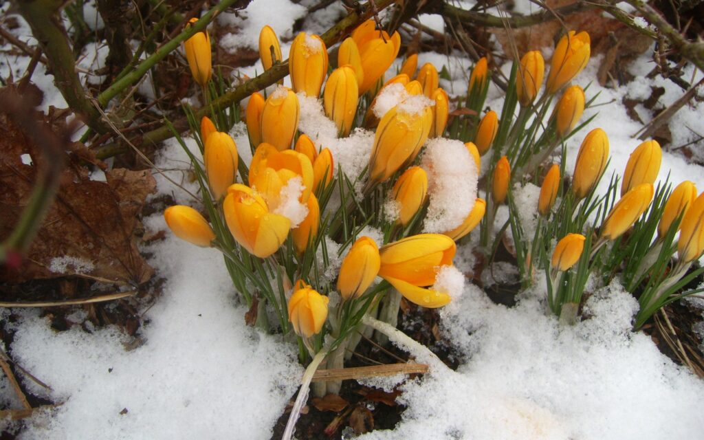 Yellow snowdrops blooming through snow in woodland symbolizing early spring and new beginnings Wallpaper