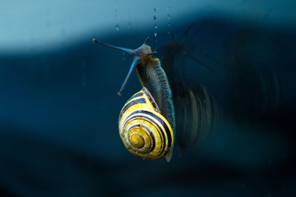 Vibrant Yellow Spiral Snail Close-Up: Textured Wallpaper Background