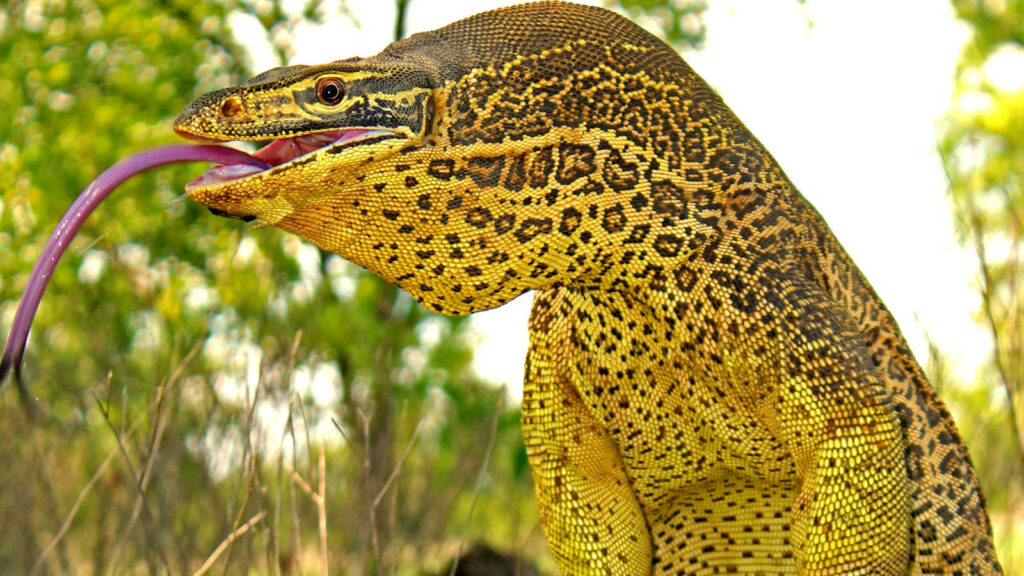 Vibrant Yellow Spotted Argus Monitor Lizard Wallpaper with Natural Backdrop