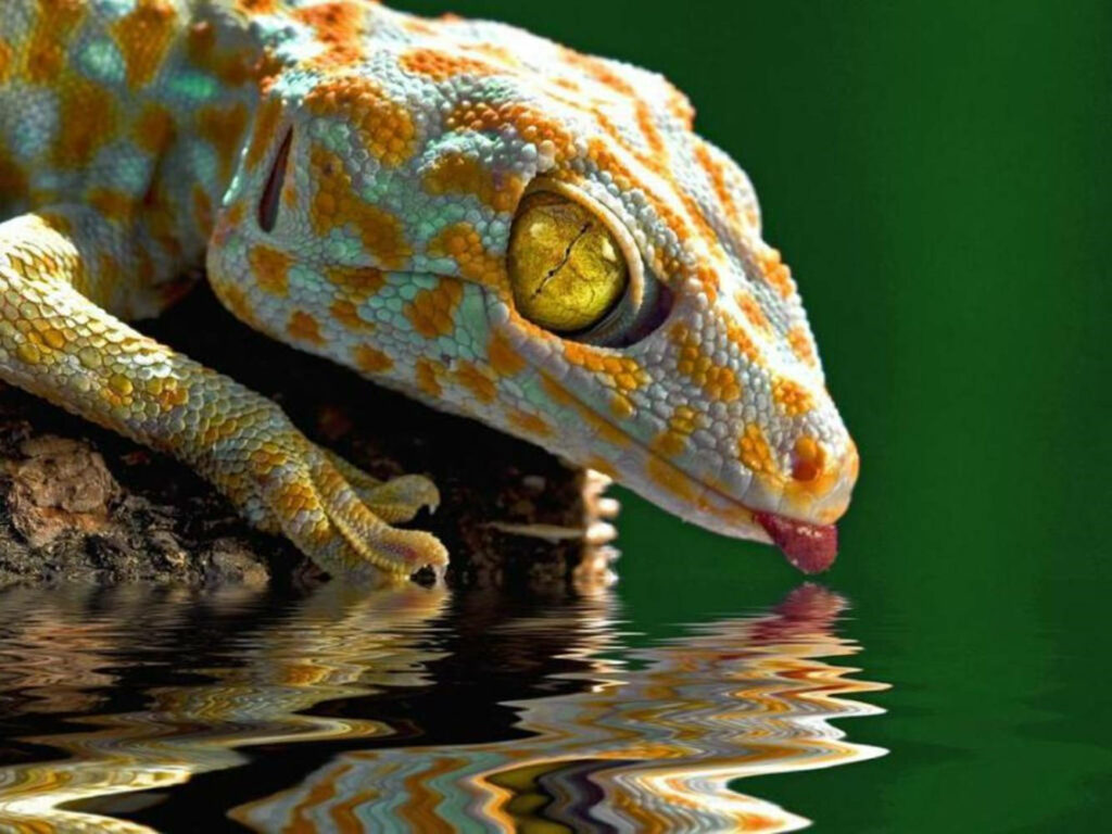 Vibrant Yellow-Spotted Gecko by Reflective Lake – Nature's Beauty Wallpaper