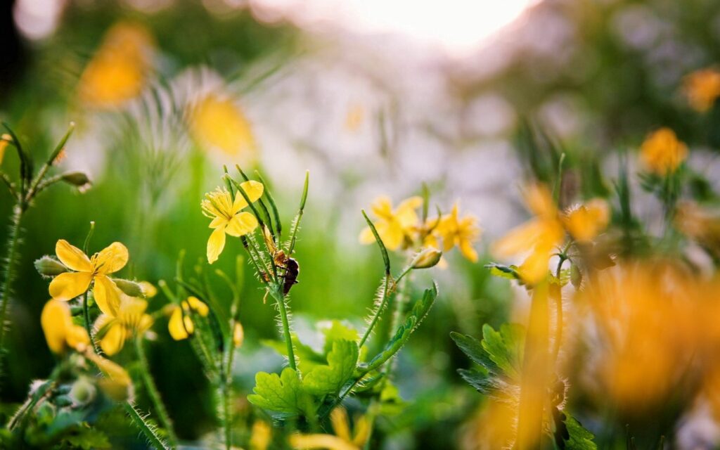 Yellow spring flowers with green leaves and insect in sunlight vibrant nature wallpaper background