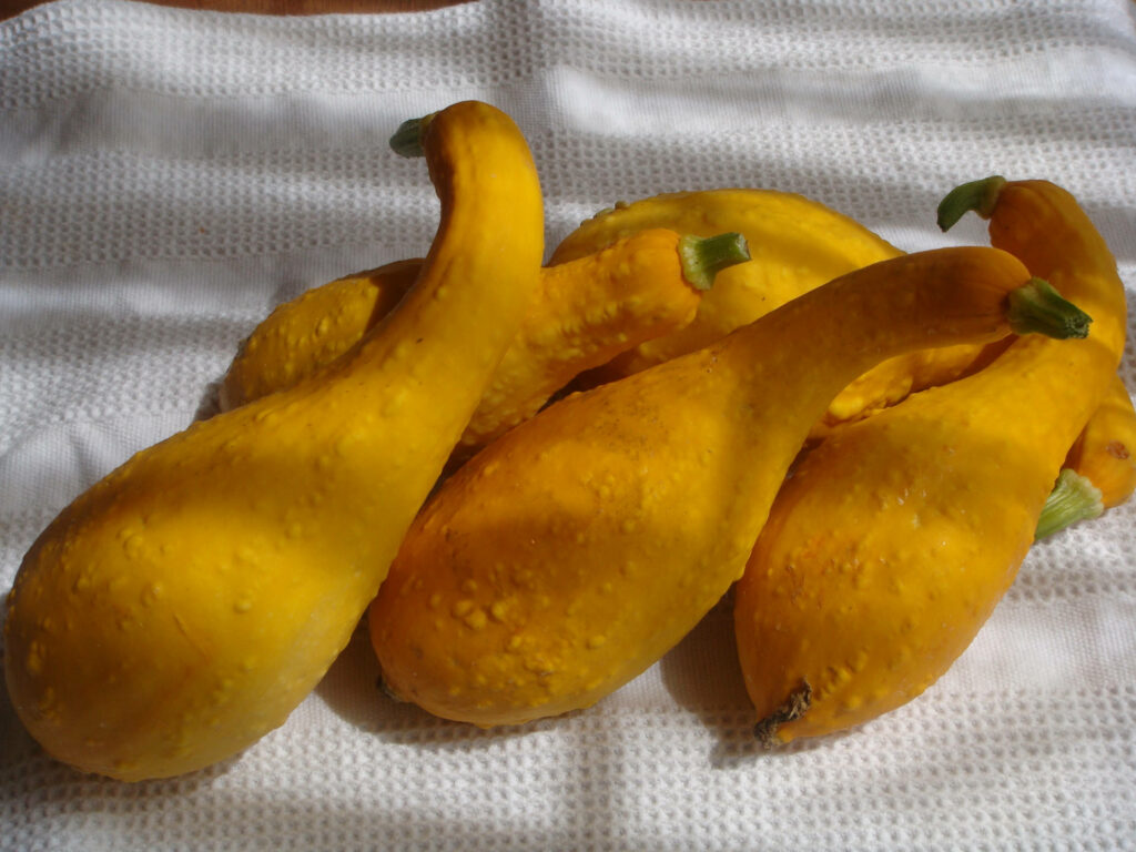 Vibrant Yellow Squash Wallpaper: Natural Texture & Bright Color Background