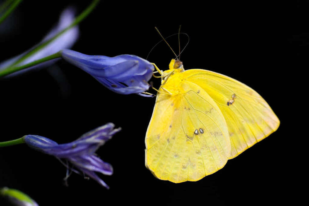 Vibrant Yellow Sulphur Butterfly on Blue Flower Wallpaper Background
