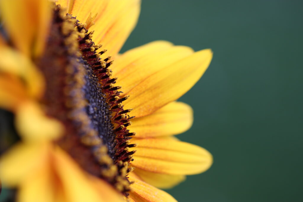 Vibrant Yellow Sunflower Macro Close-Up Wallpaper Background