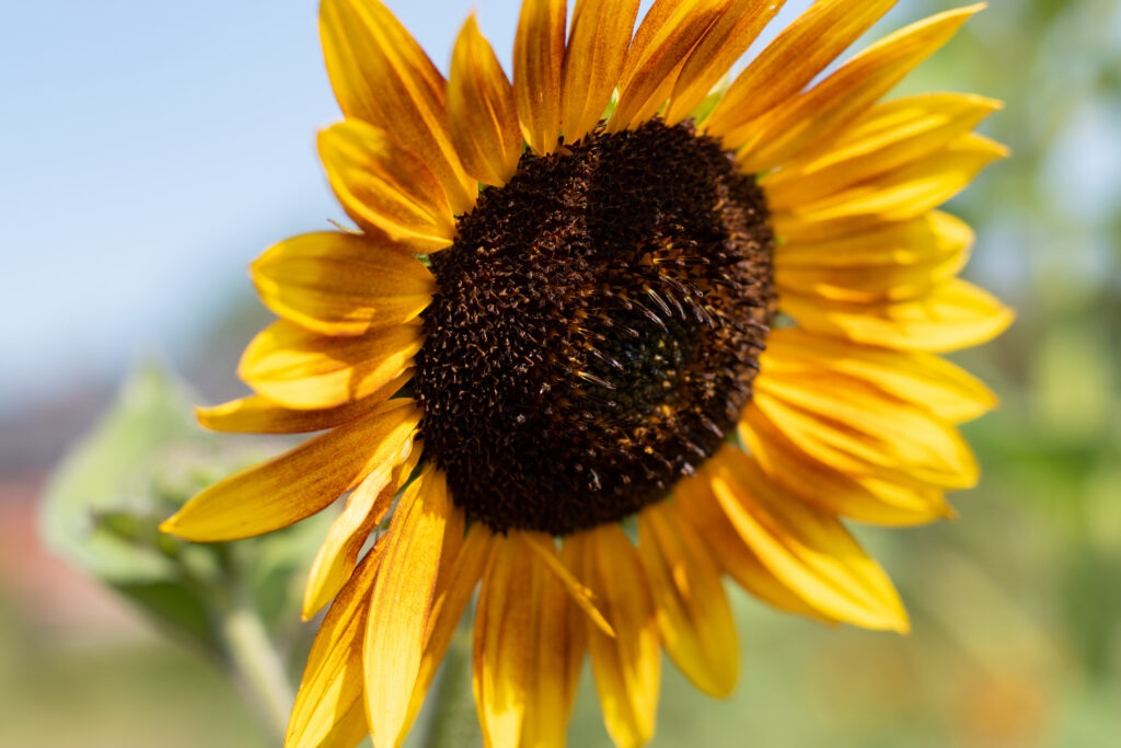 Vibrant Yellow Sunflower Macro Wallpaper with Blurred Background