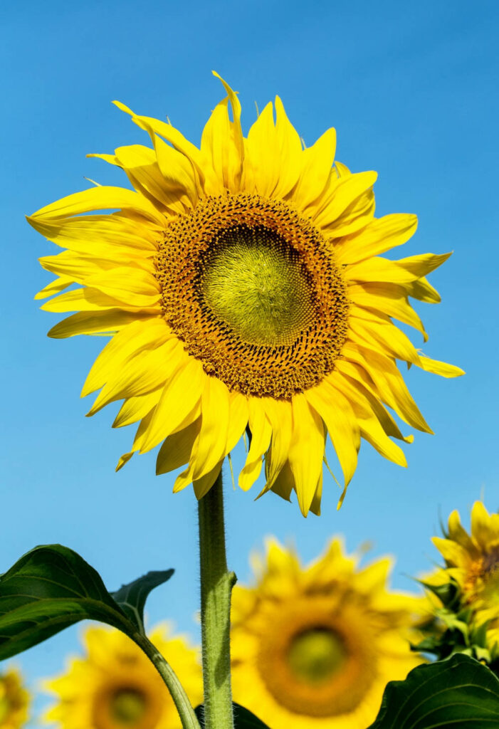 Bright Yellow Sunflower Wallpaper with Clear Blue Sky Background