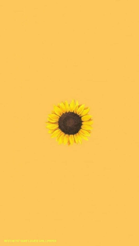Vibrant Yellow Sunflower Wallpaper on Solid Yellow Background