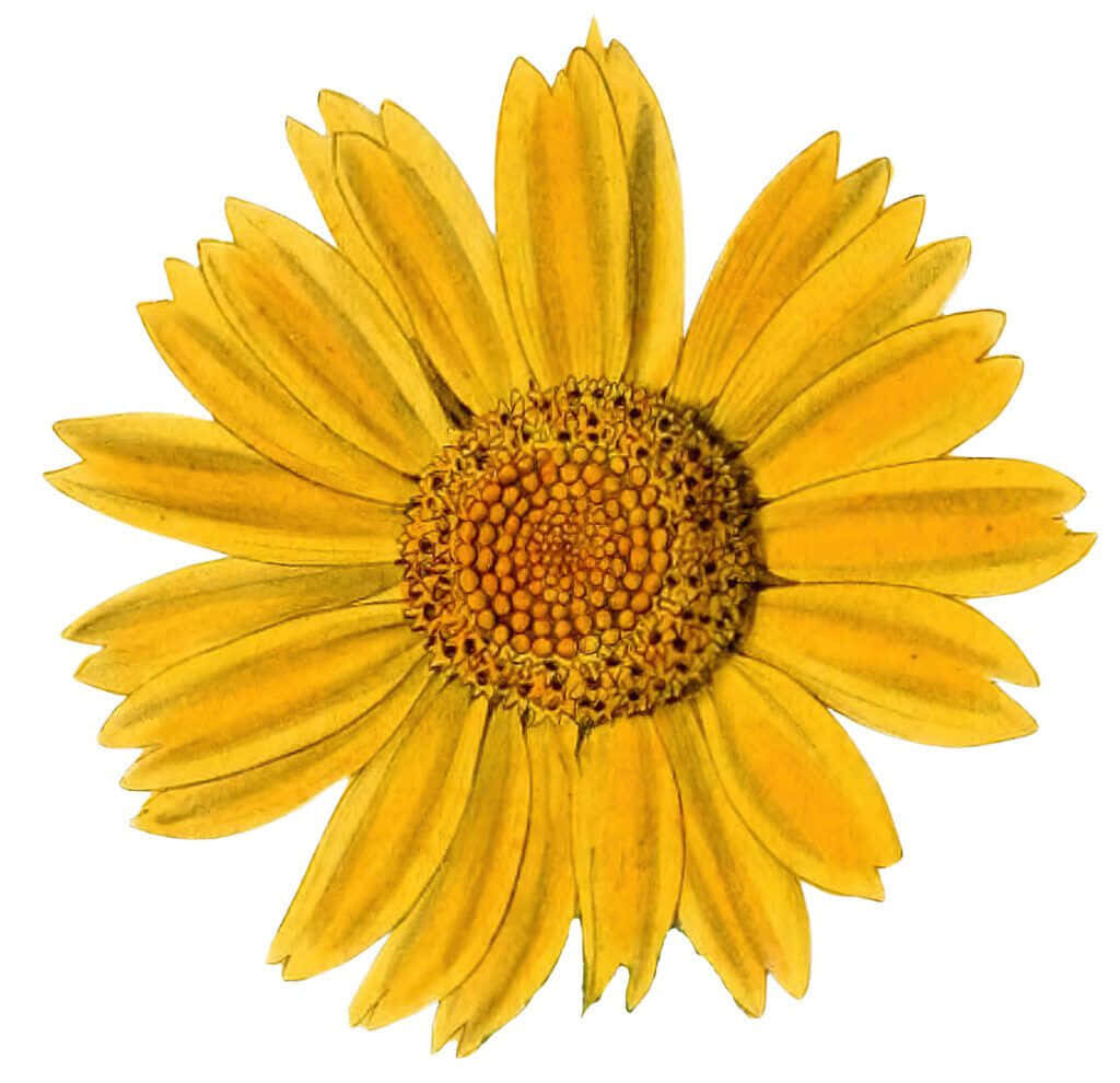 Vibrant Yellow Sunflower Wallpaper on Clean White Background
