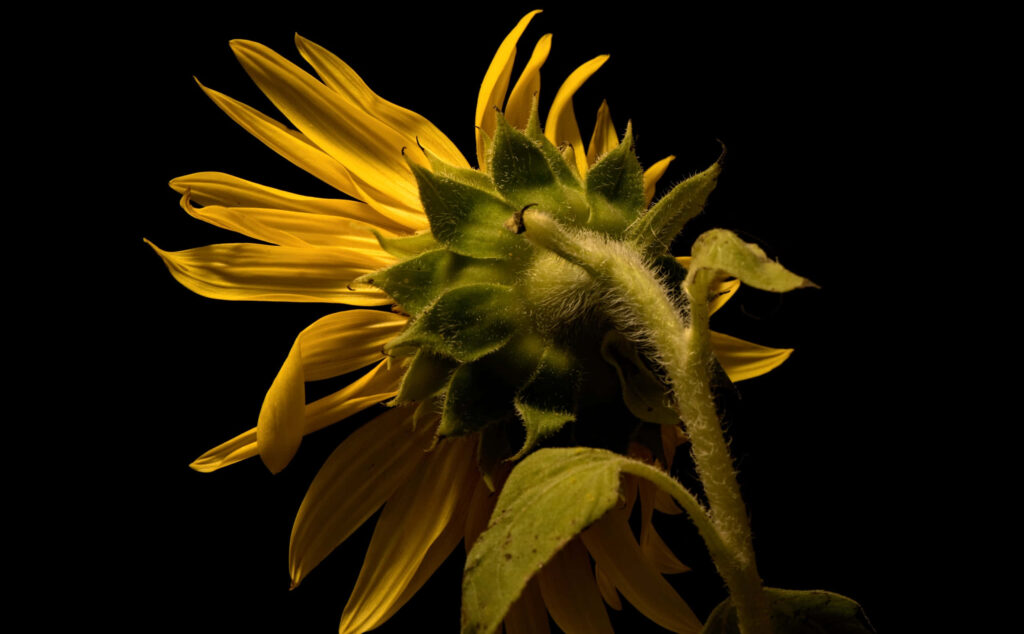 Vibrant Sunflower Close-Up Wallpaper on Dark Background