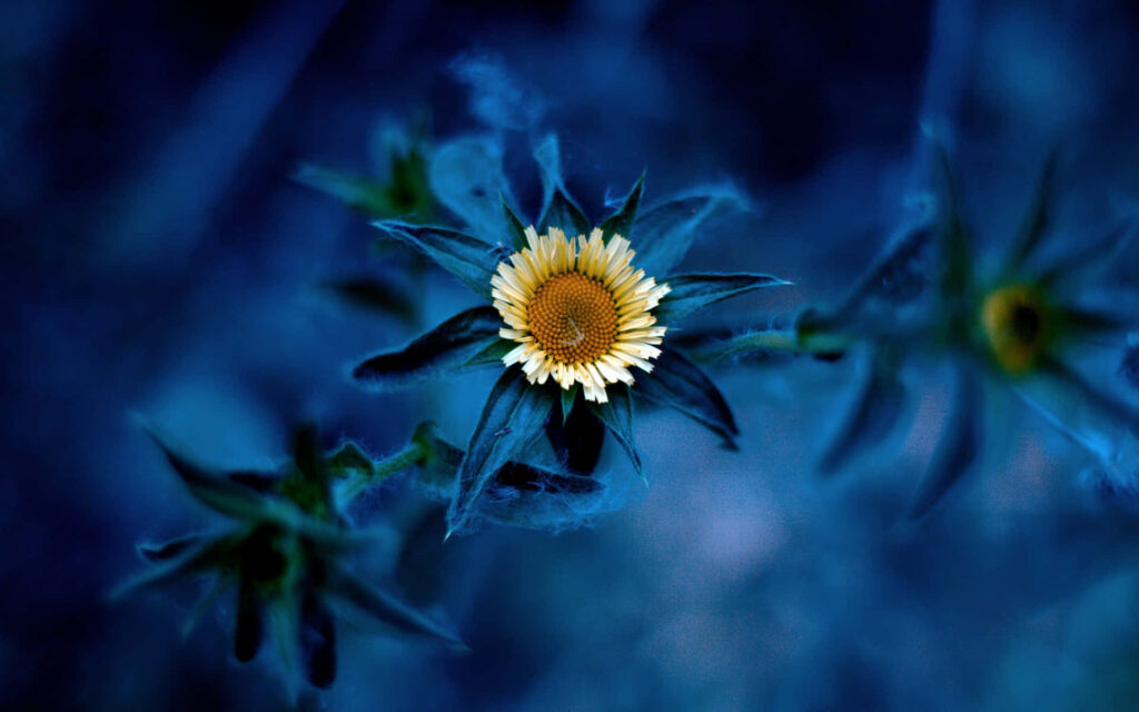 Vibrant Yellow Sunflower on Deep Blue Background - Stunning Wallpaper