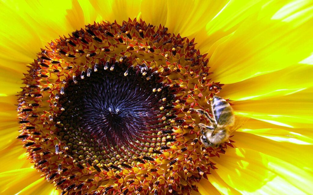 Vibrant Yellow Sunflower Wallpaper with Pollinating Bee Background