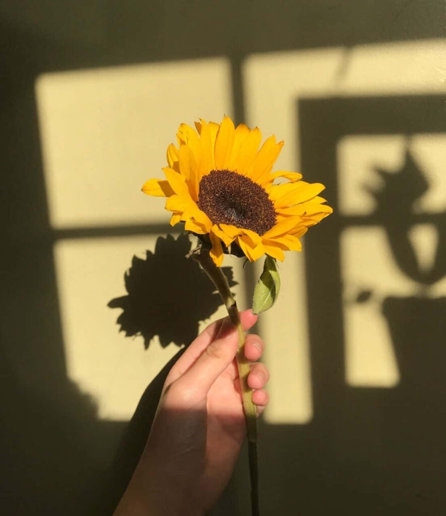 Vibrant Yellow Sunflower in Hand: Soft Light & Charming Aesthetic Wallpaper