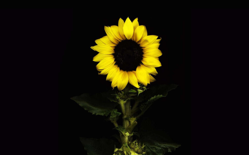 Vibrant Yellow Sunflower on Black Background - Intricate Details Wallpaper