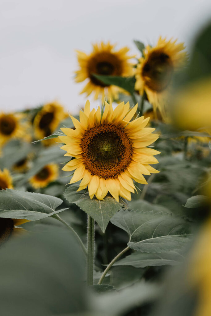 Vibrant Sunflowers on Soft Background - Cheerful Summer Wallpaper