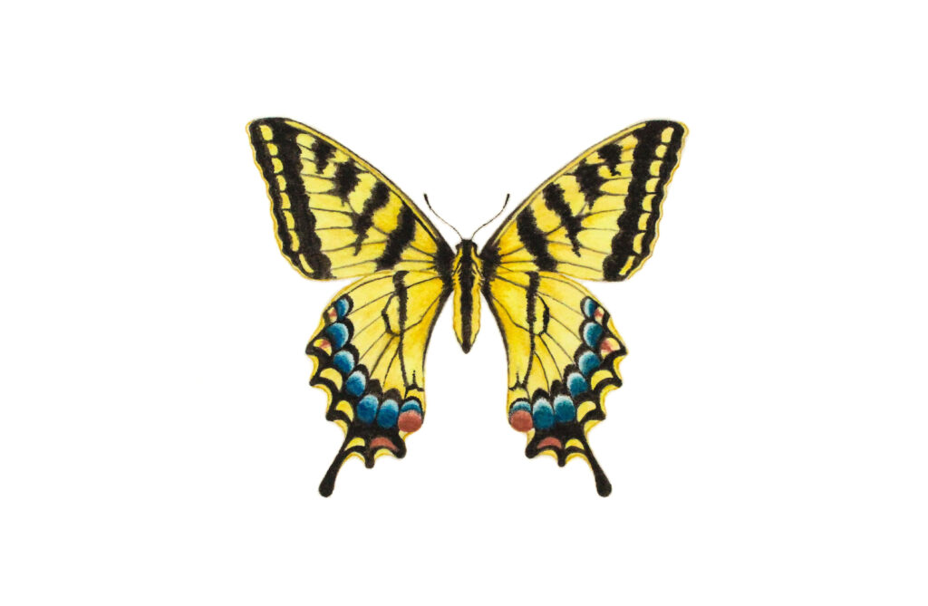 Vibrant Yellow Swallowtail Butterfly Wallpaper on White Background