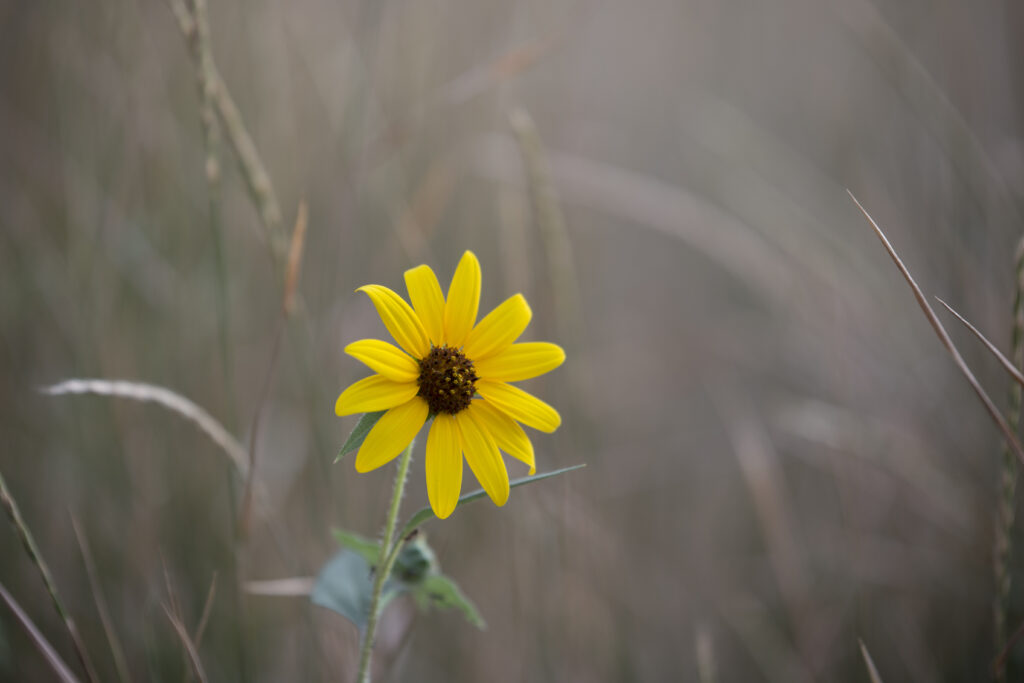 Vibrant Swamp Sunflower Wallpaper with Softly Blurred Background