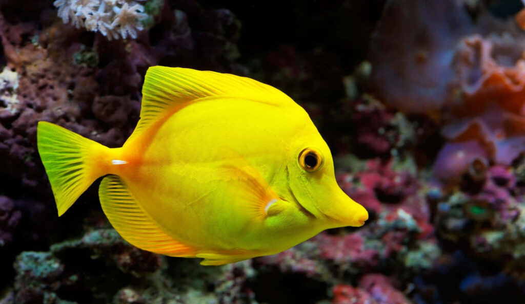 Vibrant Yellow Tang Fish in Colorful Coral Reef Wallpaper