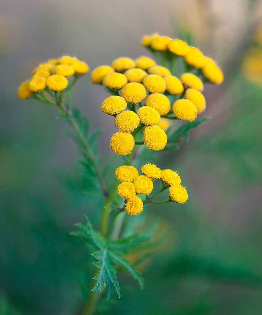 Vibrant Yellow Tansy Flowers on Soft Green Background Wallpaper
