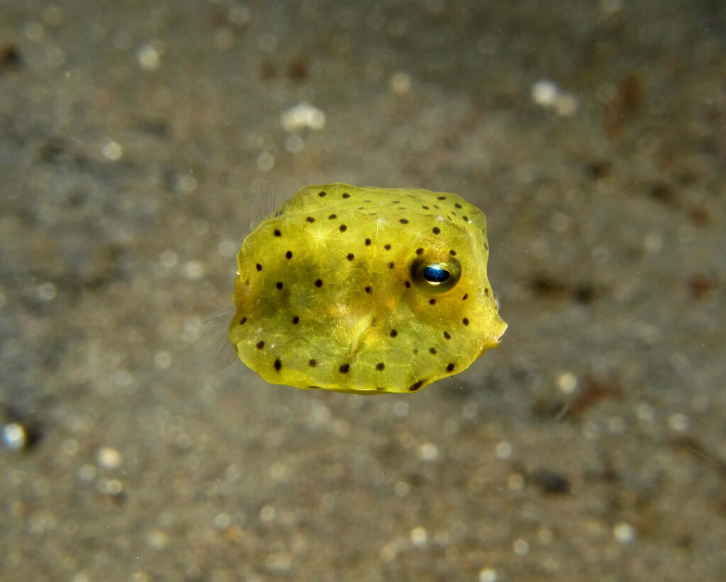Vibrant yellow tropical boxfish with black spots swimming over sandy ocean floor underwater wallpaper