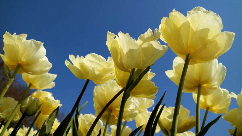 Vibrant Yellow Tulip Wallpaper Under Clear Blue Skies - Spring Background