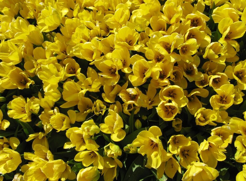 Cheerful Yellow Tulips Wallpaper - Vibrant Floral Background