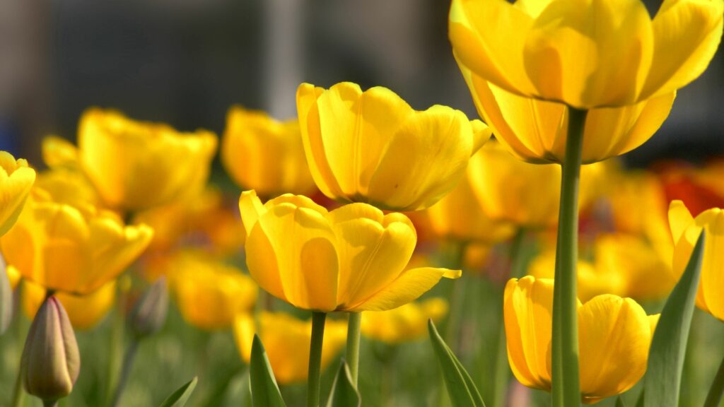 Vibrant Yellow Tulips Wallpaper - Delicate Floral Close-Up Background