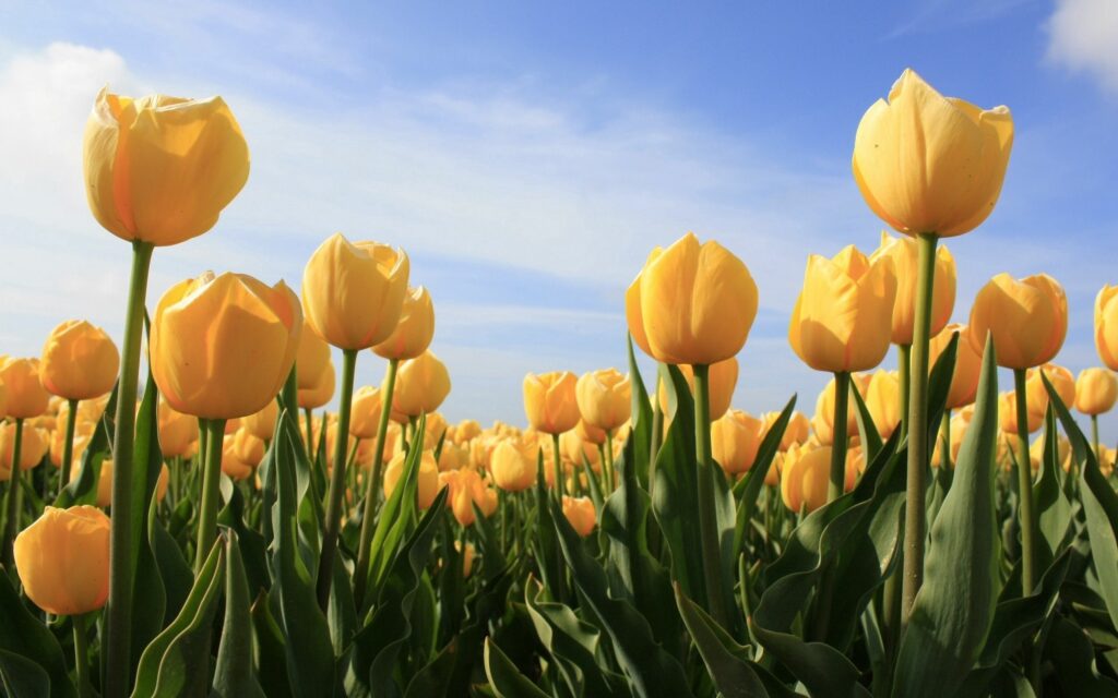 Sunny Spring Field: Vibrant Yellow Tulips Under Clear Blue Sky Wallpaper
