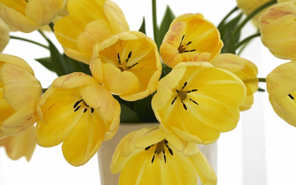 Bright Yellow Tulip Bouquet: Cheerful Spring Wallpaper Background