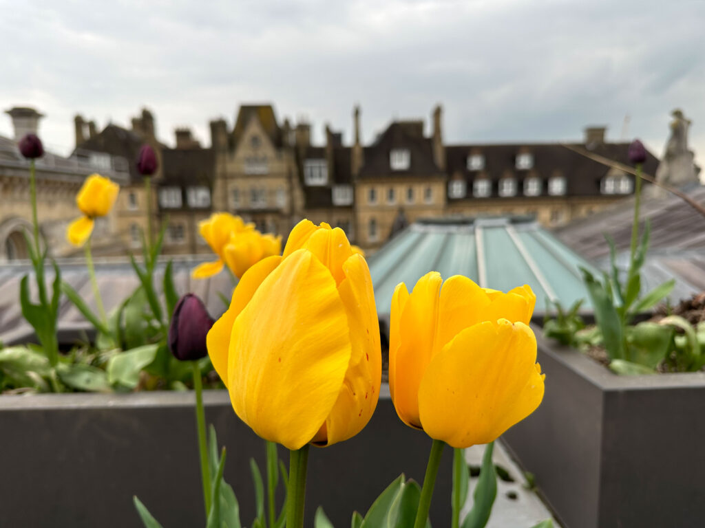 Vibrant Yellow Tulips with Historic Cityscape Background Photo Wallpaper