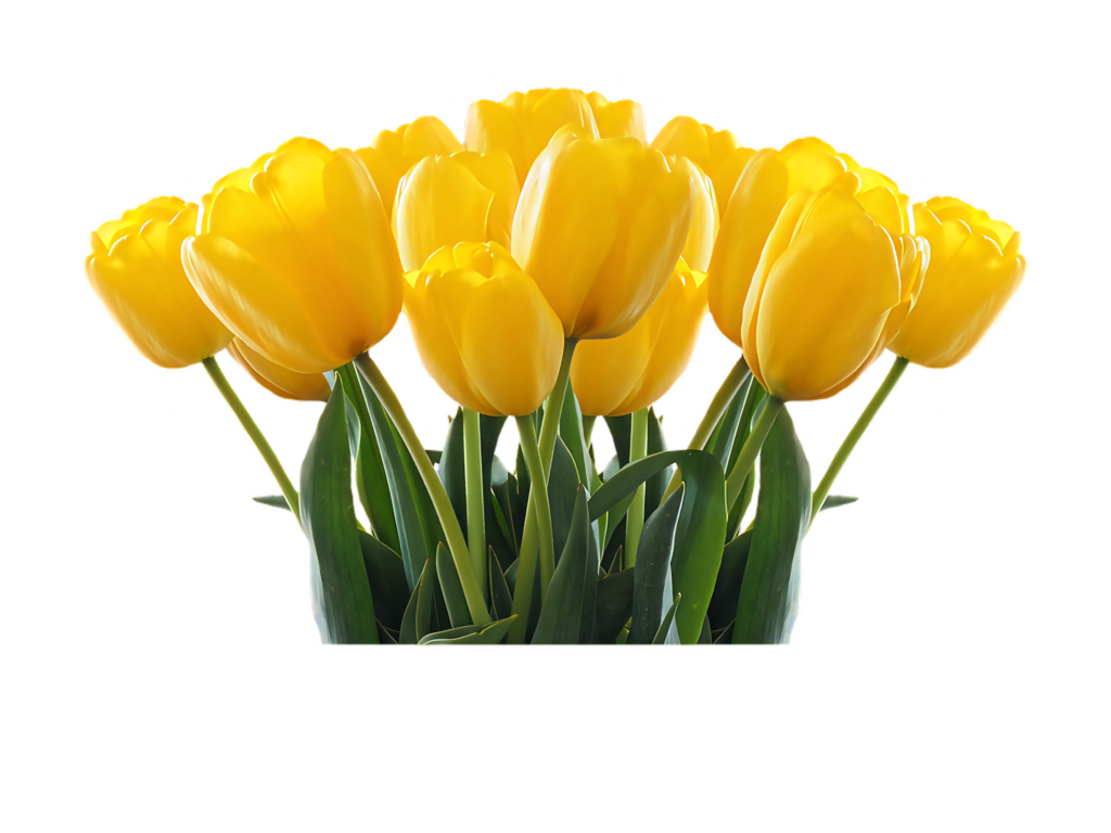 Vibrant Yellow Tulips Bouquet on Transparent Background for Spring Design Wallpaper