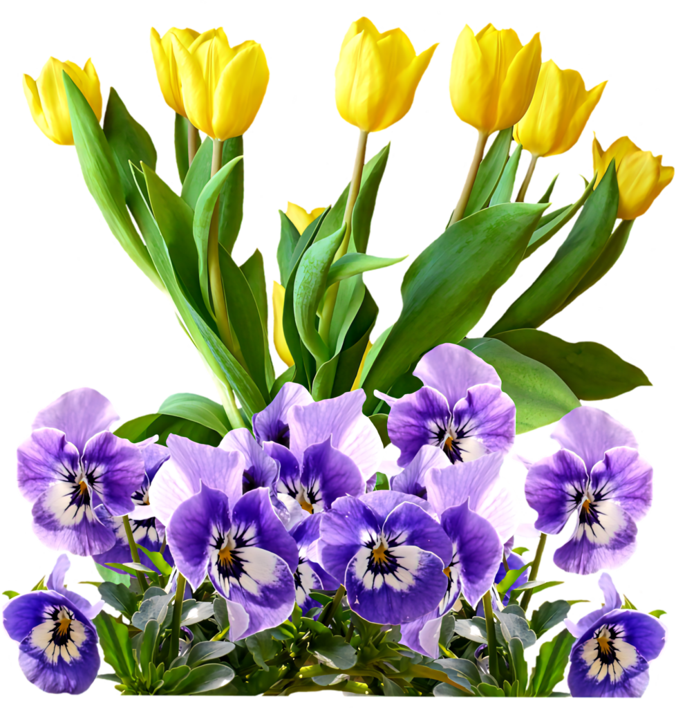 Vibrant Yellow Tulips & Purple Pansies Floral Wallpaper Background
