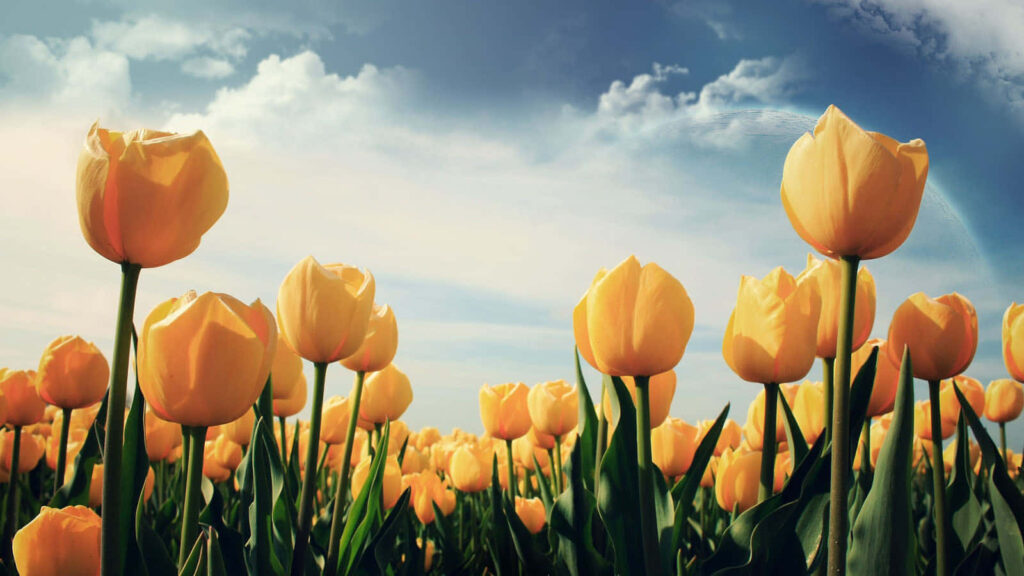 Vibrant Yellow Tulips Under Blue Sky - Serene Floral Background Wallpaper