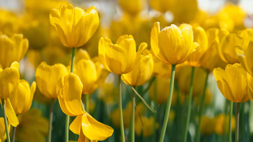 Vibrant Yellow Tulips Wallpaper: Lively Garden Scene for Desktop