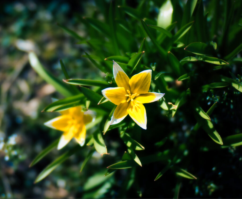 Vibrant Yellow Tulips with Green Leaves - Serene Nature Background Wallpaper