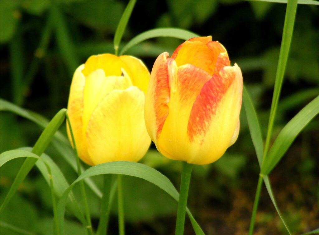 Vibrant Yellow Tulips with Reddish-Orange Accents in Lush Green Background Wallpaper