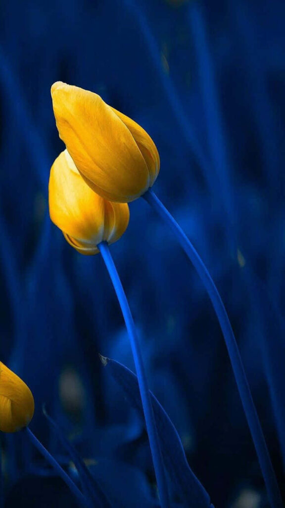 Vibrant Yellow Tulips on Deep Blue Background Wallpaper