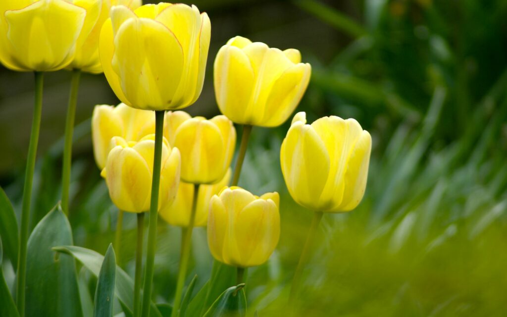 Vibrant Yellow Tulips Wallpaper on Lush Green Grass Background