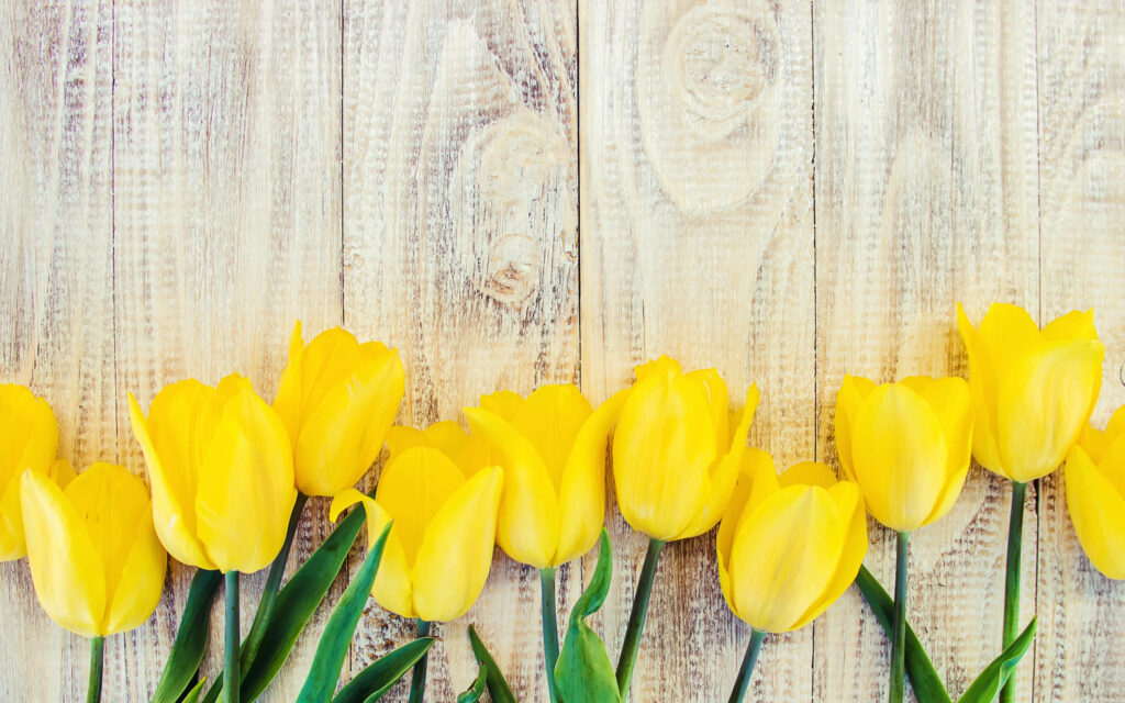 Vibrant Yellow Tulips on Textured Wood Background - Cheerful Wallpaper