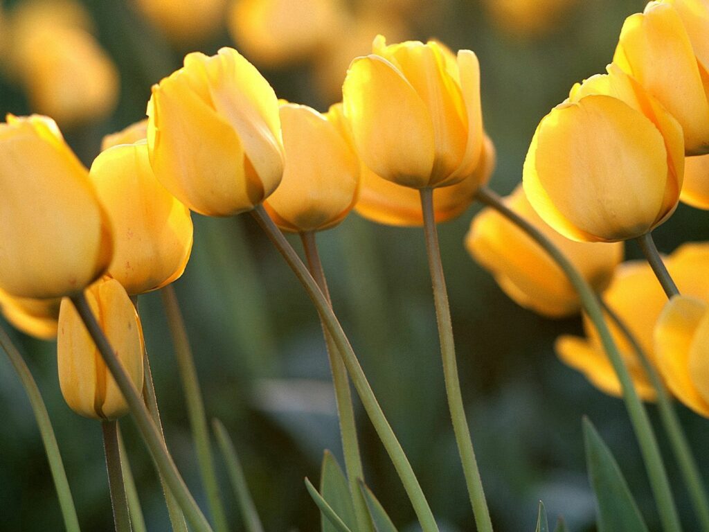 Vibrant Yellow Tulips in Soft Light - Inviting Floral Wallpaper