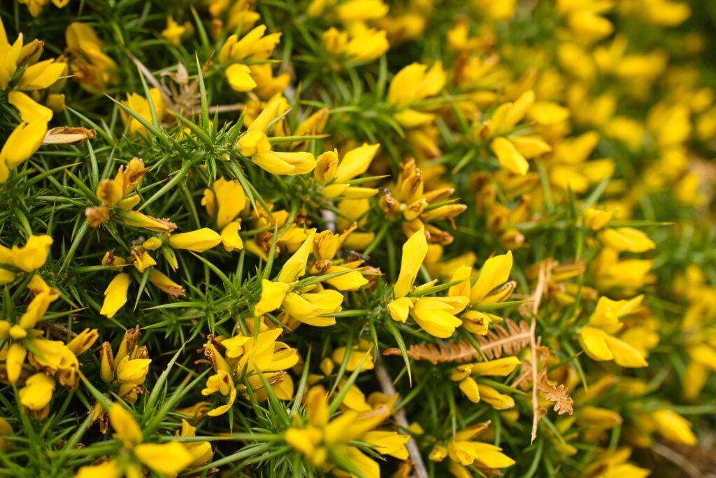 Vibrant Yellow Ulex Flowers: Detailed Close-Up Wallpaper Background