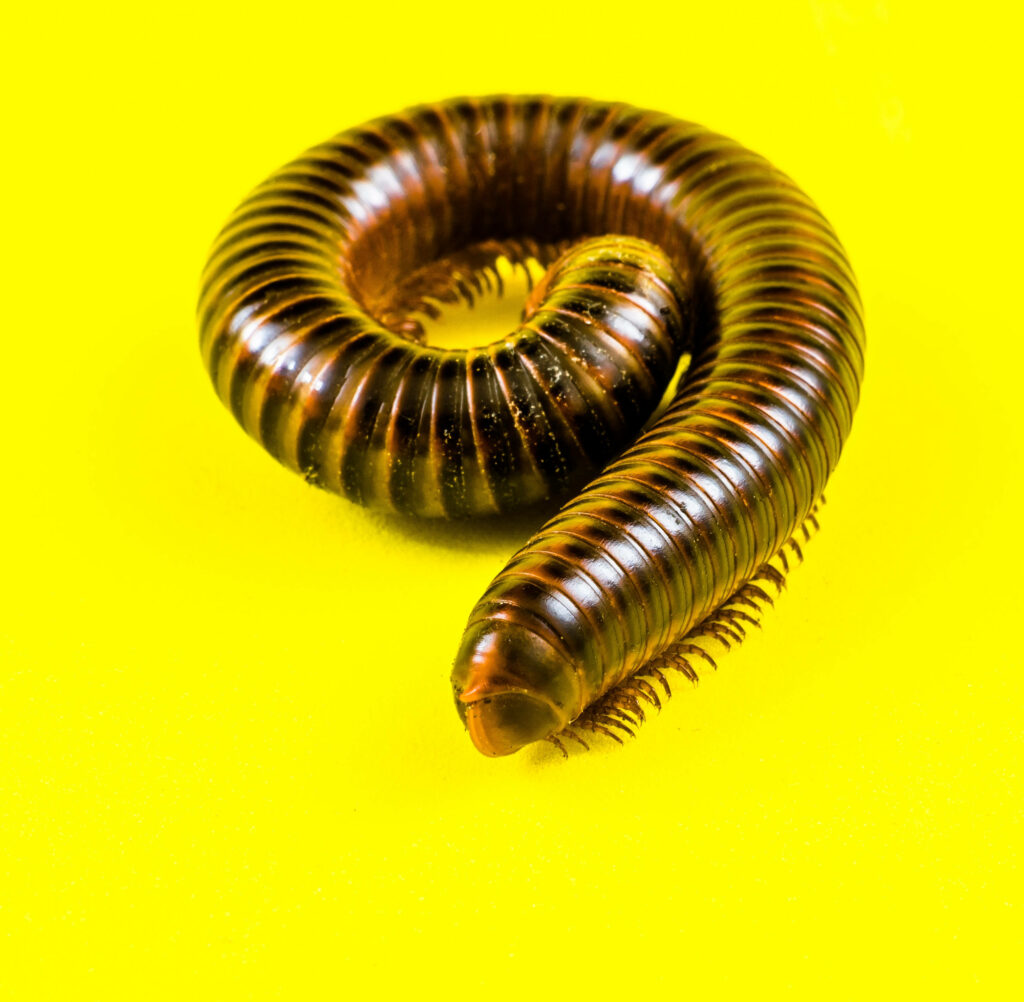 Vibrant Yellow Background with Detailed Coiled Millipede Wallpaper