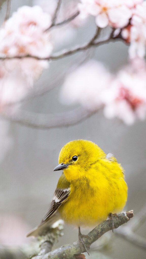 Vibrant Yellow Warbler Amid Spring Blossoms - Serene Wallpaper