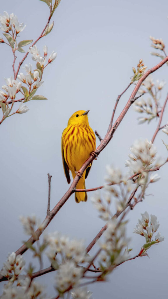 Vibrant Yellow Warbler on Tree: Serene Nature Wallpaper Background