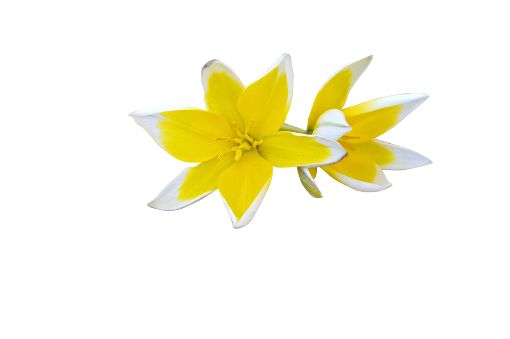 Vibrant Yellow & White Flower Wallpaper on Wooden Background