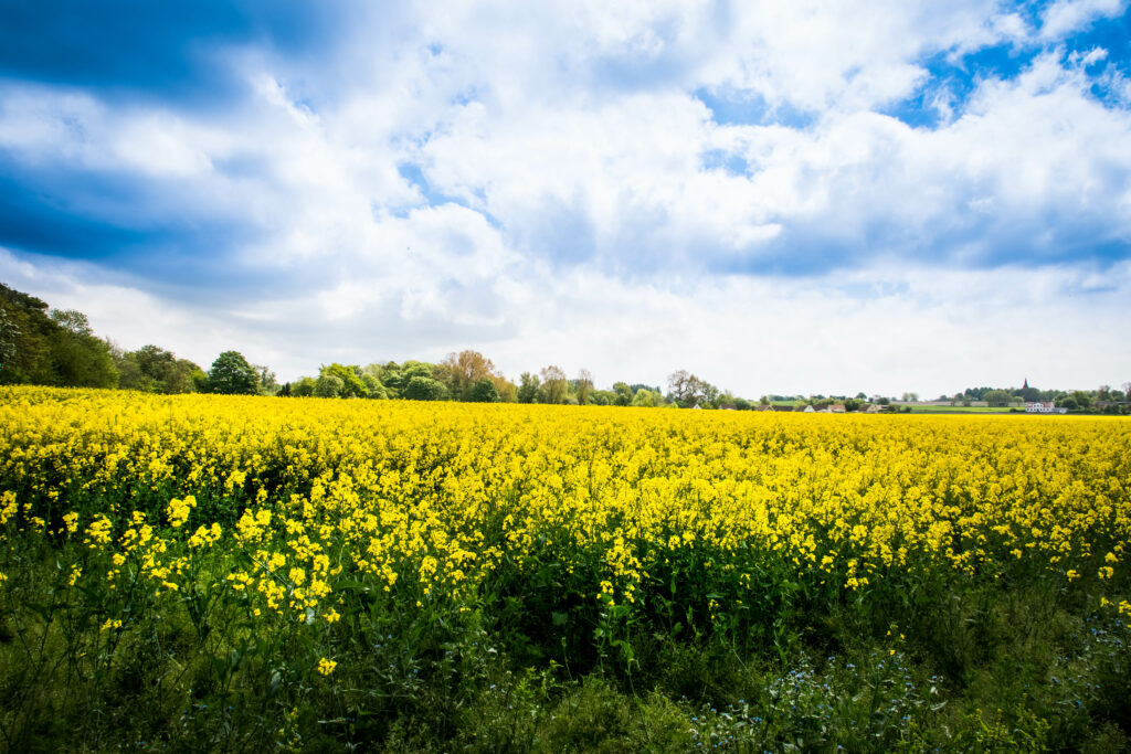 Vibrant wild yellow flowers field under dramatic blue sky natural spring landscape wallpaper