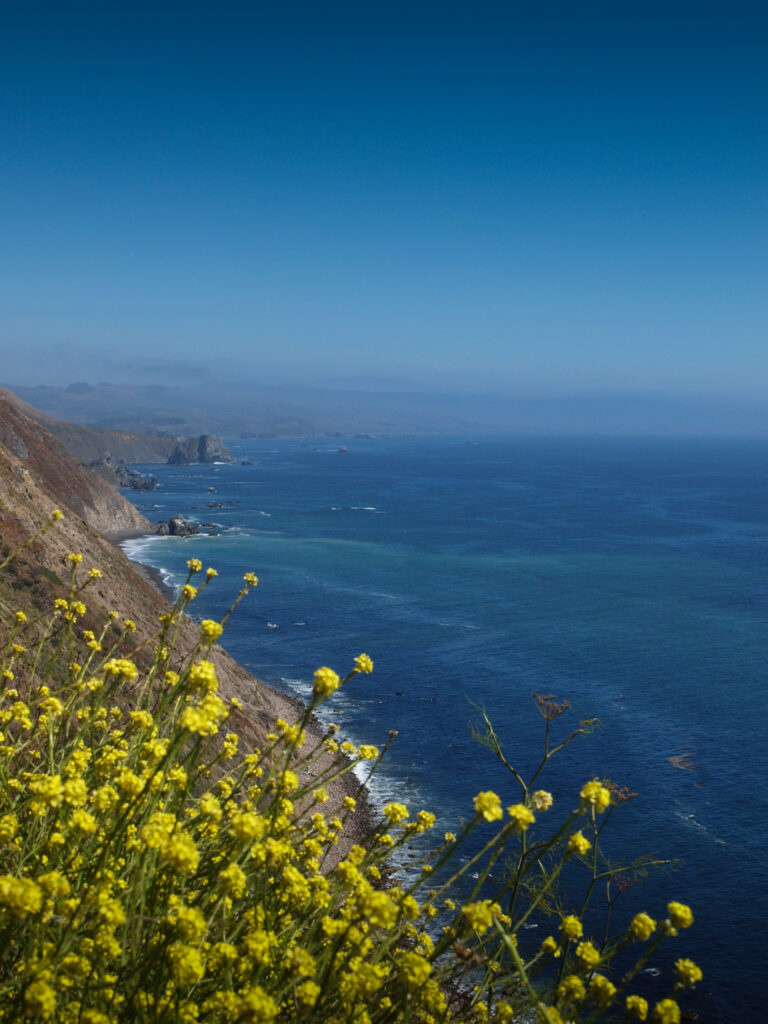 Vibrant yellow wildflowers on a coastal slope with dramatic mountains and deep blue sea view Wallpaper